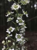 Sivun Veratrum hybridum (Walter) J. H. Zimmerman ex Zomlefer kuva