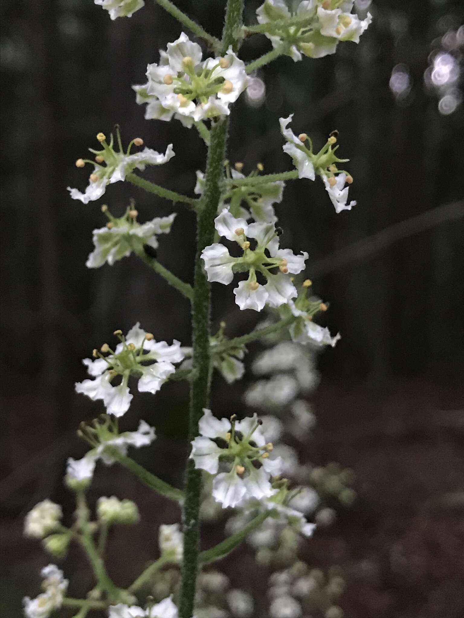 Sivun Veratrum hybridum (Walter) J. H. Zimmerman ex Zomlefer kuva