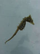 Image of Dwarf Seahorse