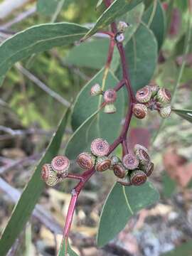 Eucalyptus haemastoma Sm. resmi