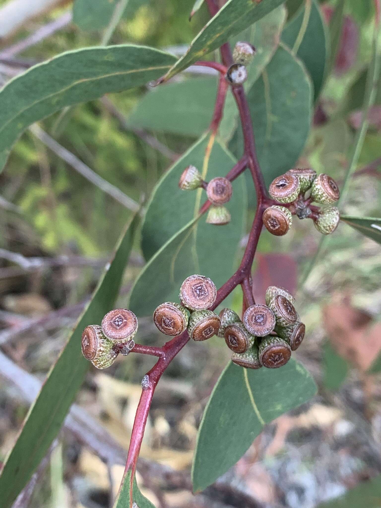 Eucalyptus haemastoma Sm. resmi