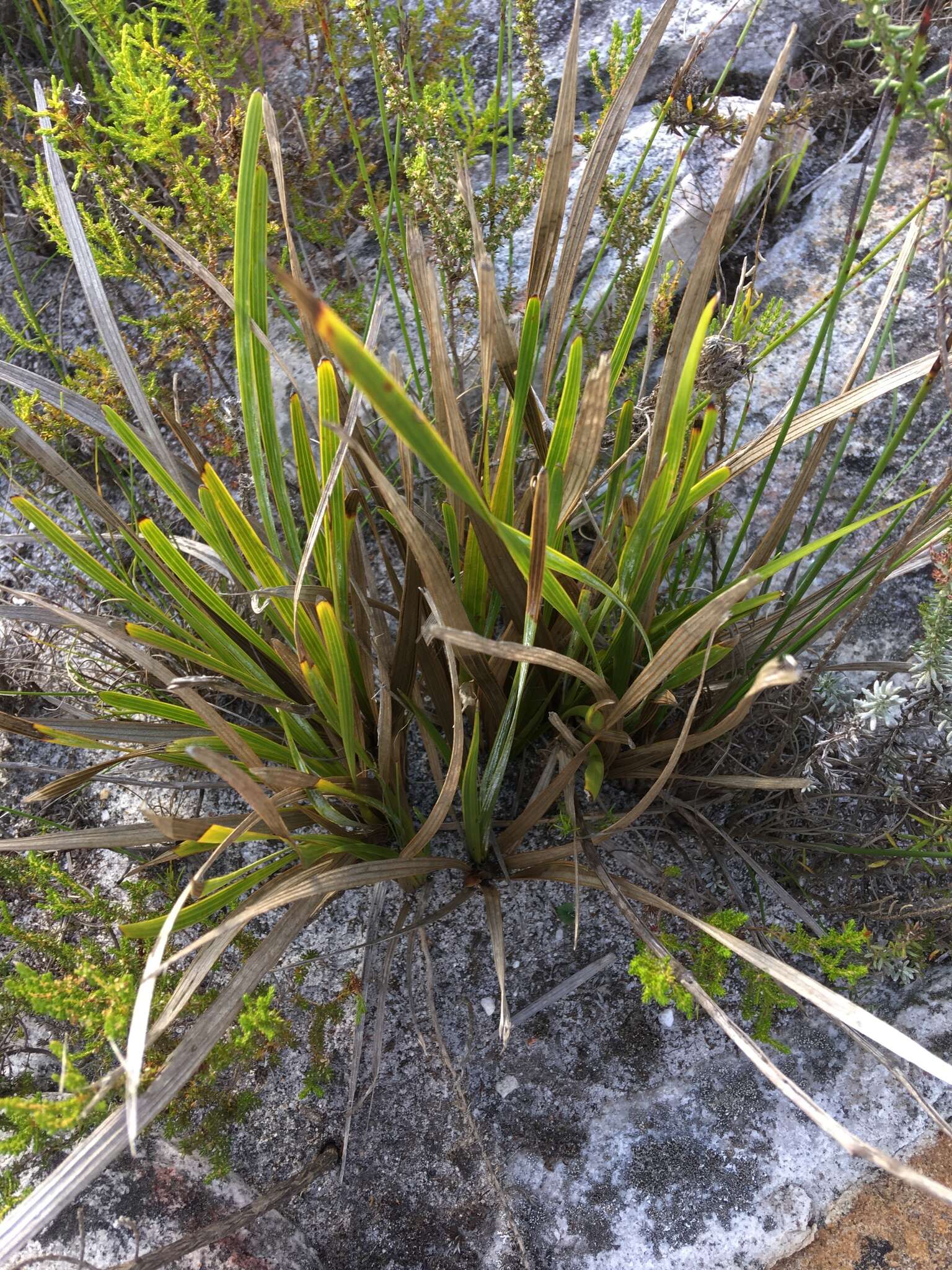 Image of Corymbium glabrum L.