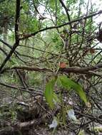 Image of Butterfly orchid