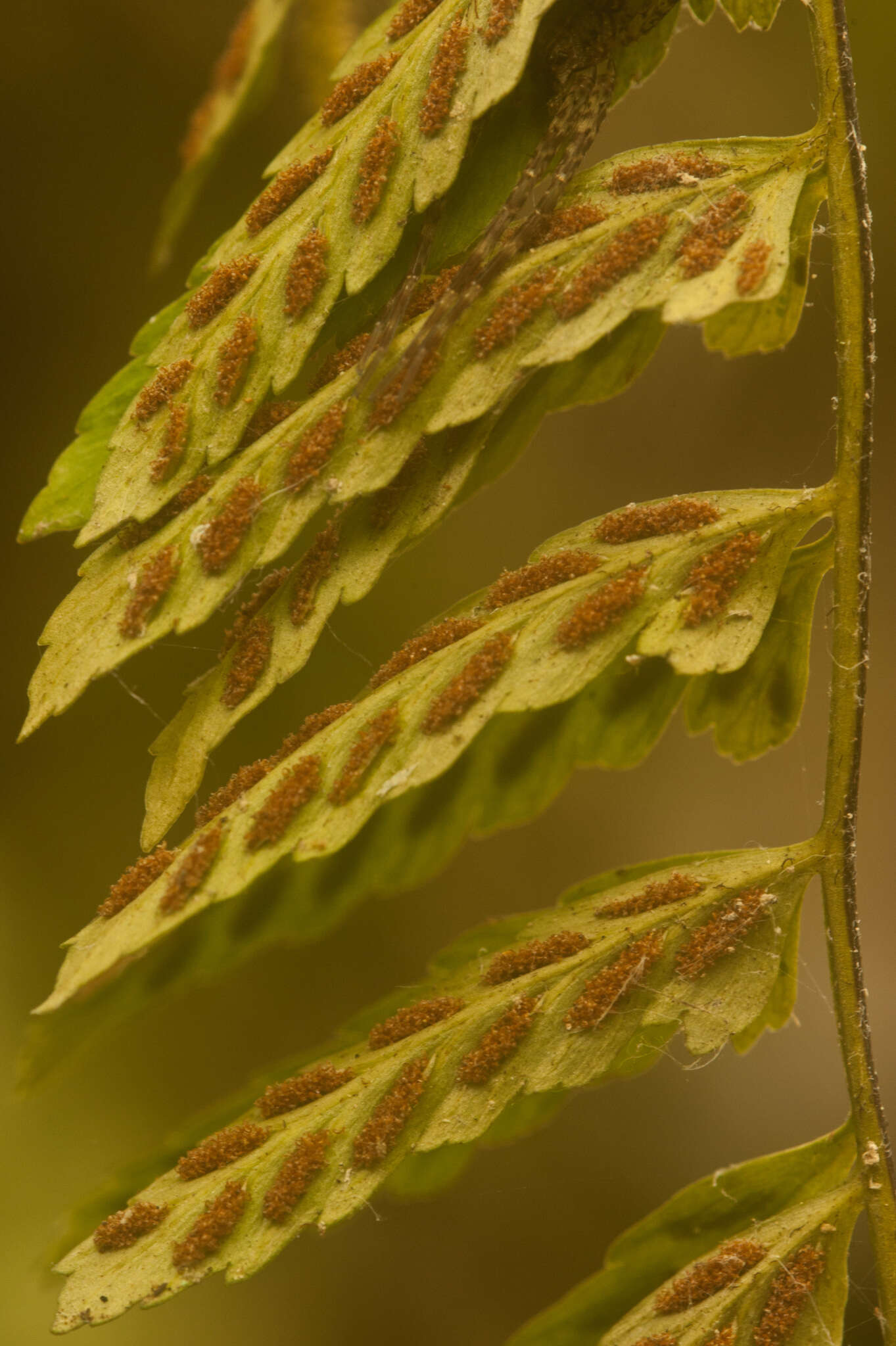Image of eared spleenwort