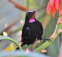 Sivun Chalcomitra amethystina amethystina (Shaw 1812) kuva