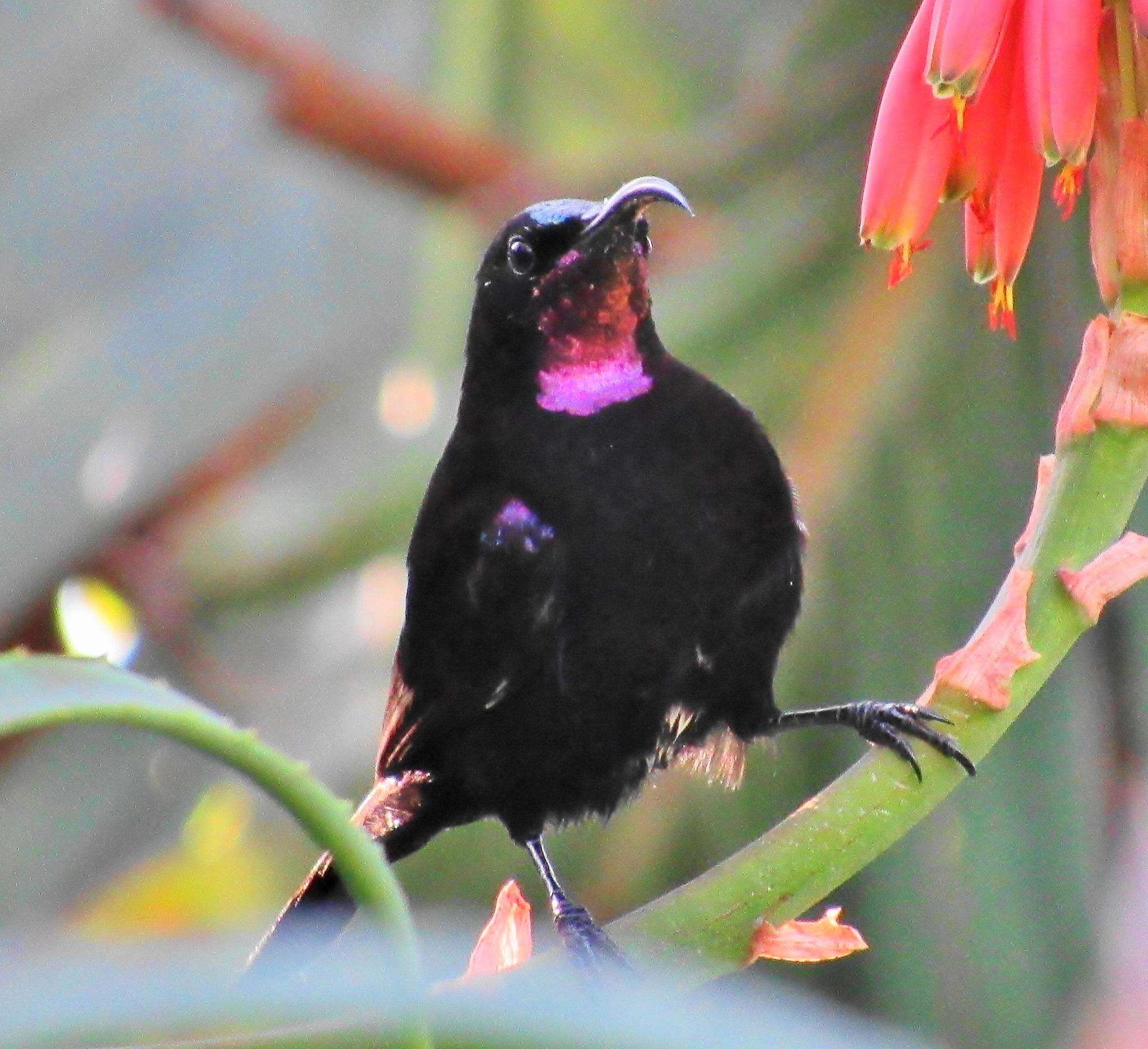 Image of Chalcomitra amethystina amethystina (Shaw 1812)