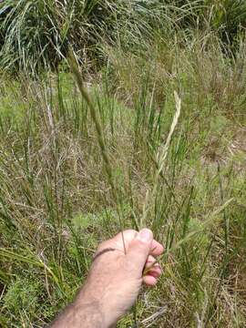 Imagem de Elymus scabrifolius (Döll) J. H. Hunz.