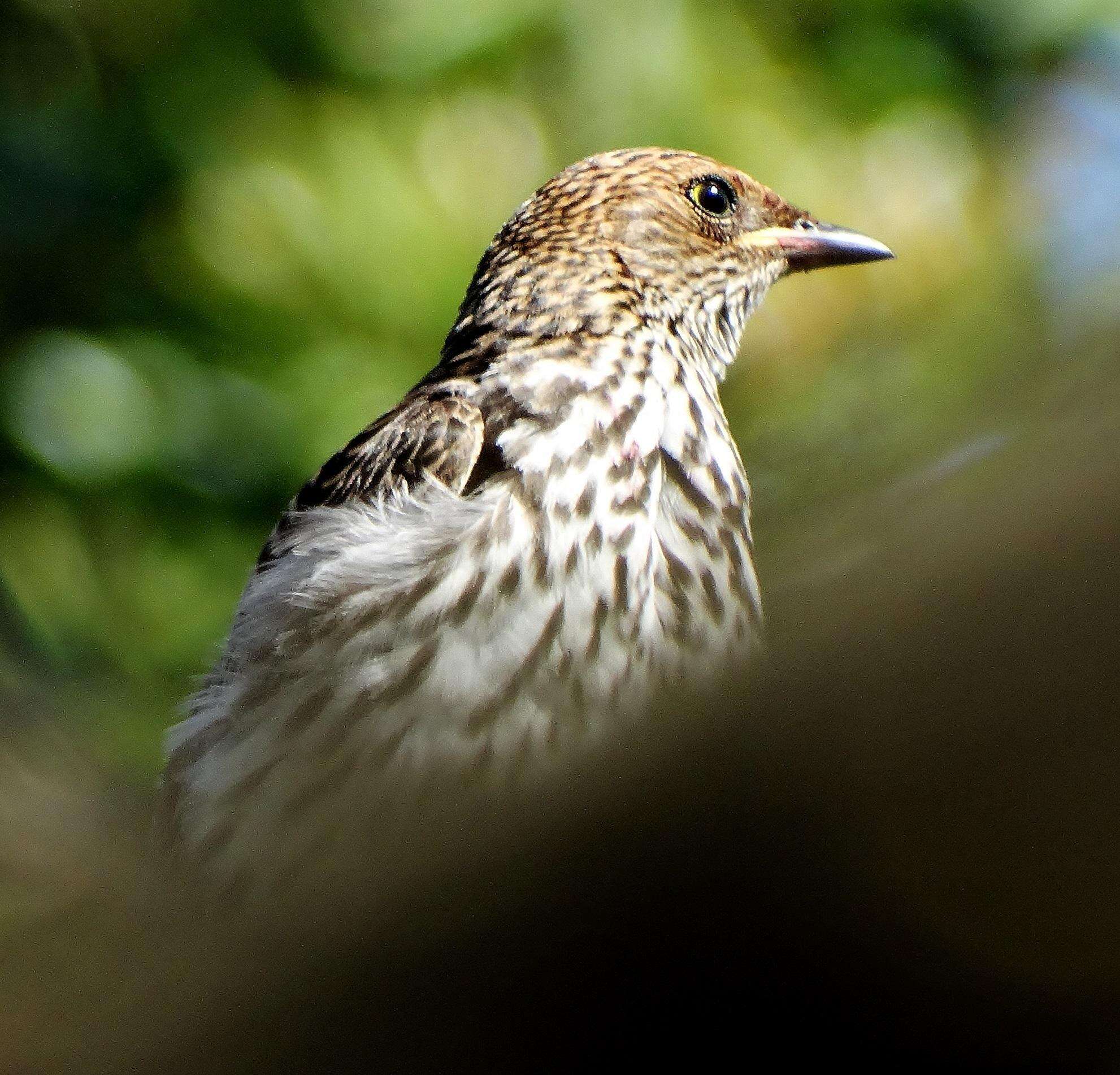 Cinnyricinclus leucogaster verreauxi (Finsch & Hartlaub 1870)的圖片