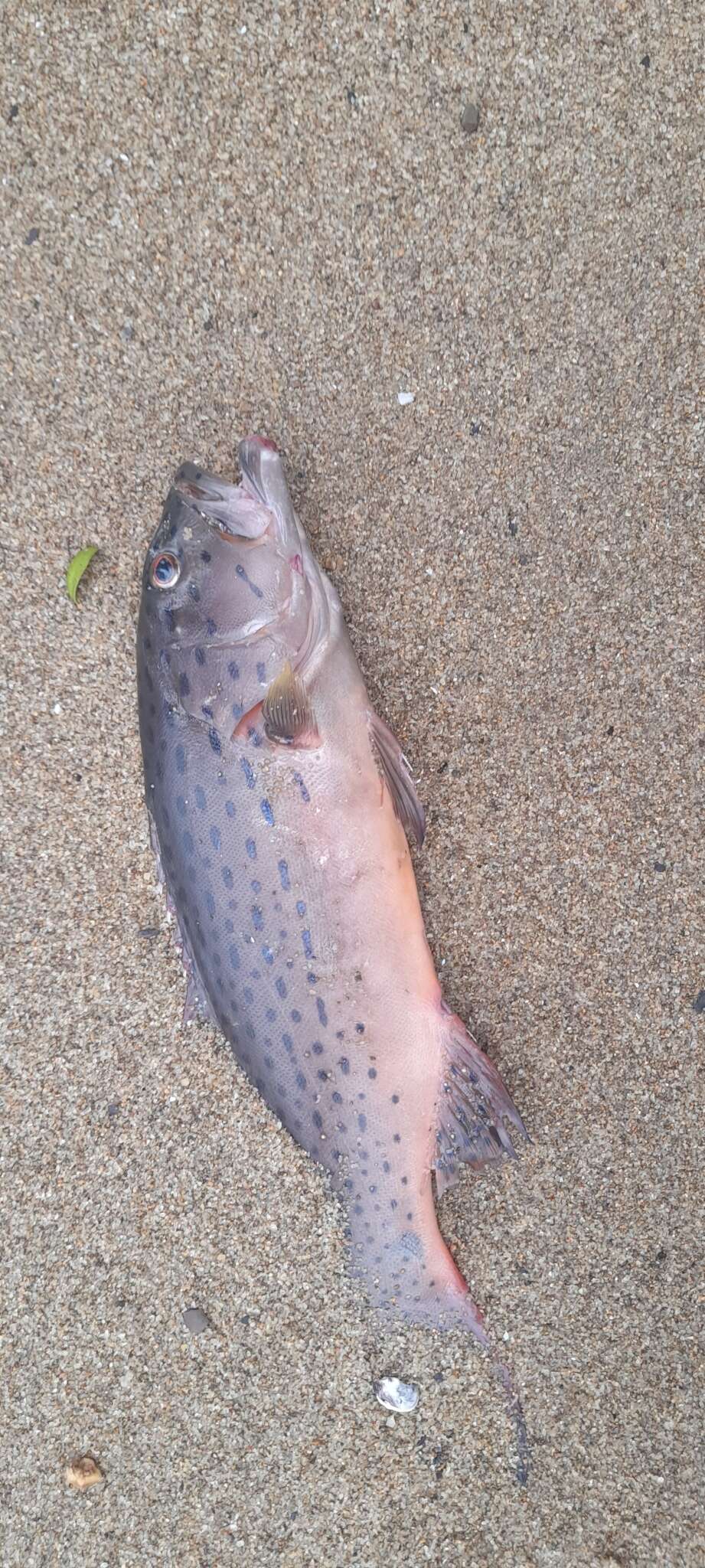 Image of Barcheek coral trout