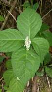 Image of Chloranthus oldhamii Solms