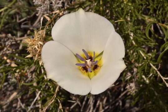 Image of Panamint Mountain mariposa lily