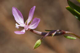 Image of Waltham Creek clarkia