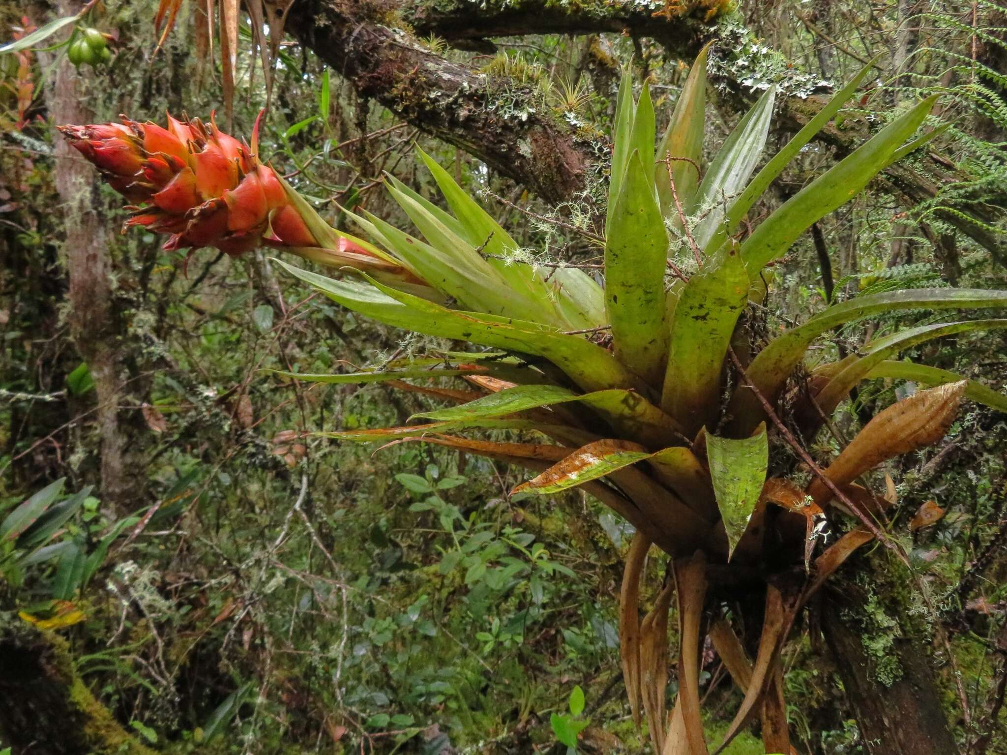 Tillandsia turneri Baker resmi