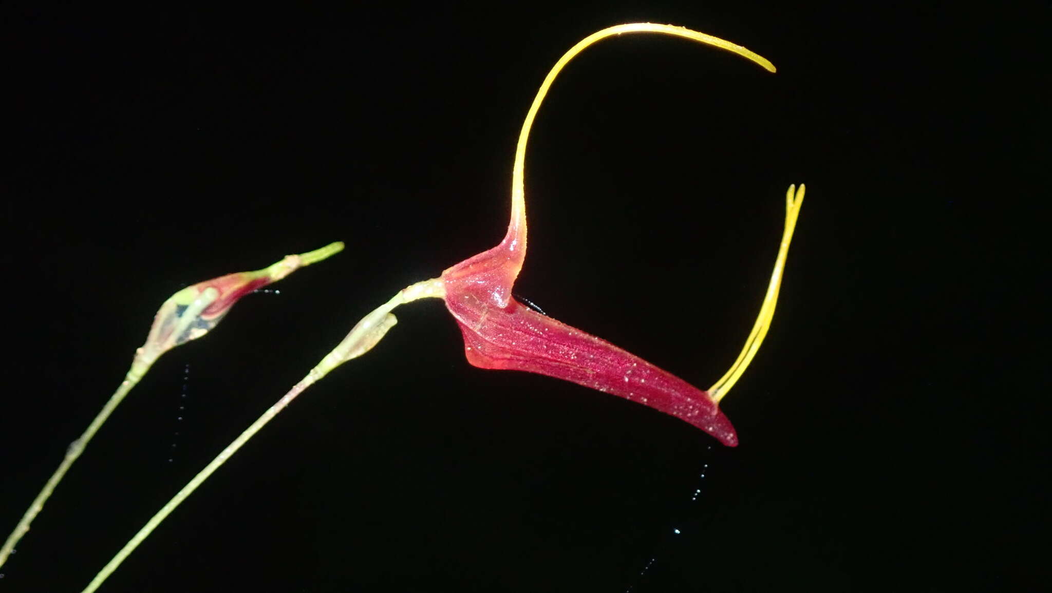 Image of Trisetella triglochin (Rchb. fil.) Luer