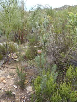 Image of Linear-leaf Conebush