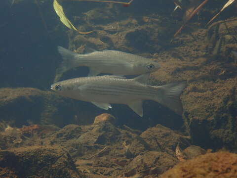 Image of Brown-backed mullet