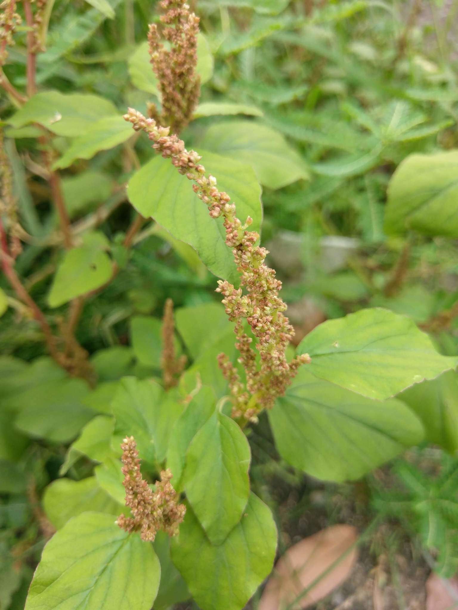 Imagem de Amaranthus viridis L.