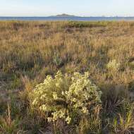 Image of Teucrium dunense Sennen