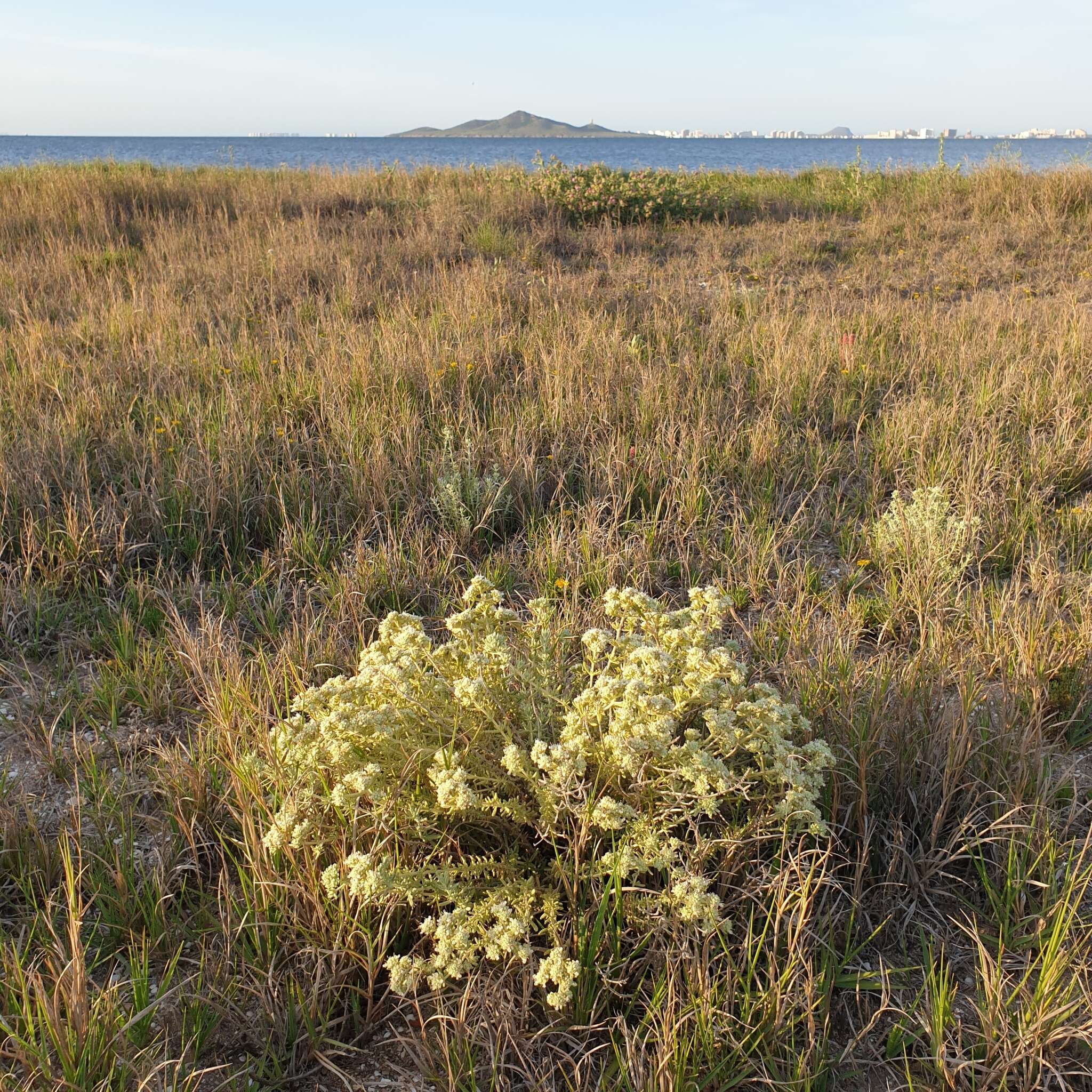 Image of Teucrium dunense Sennen