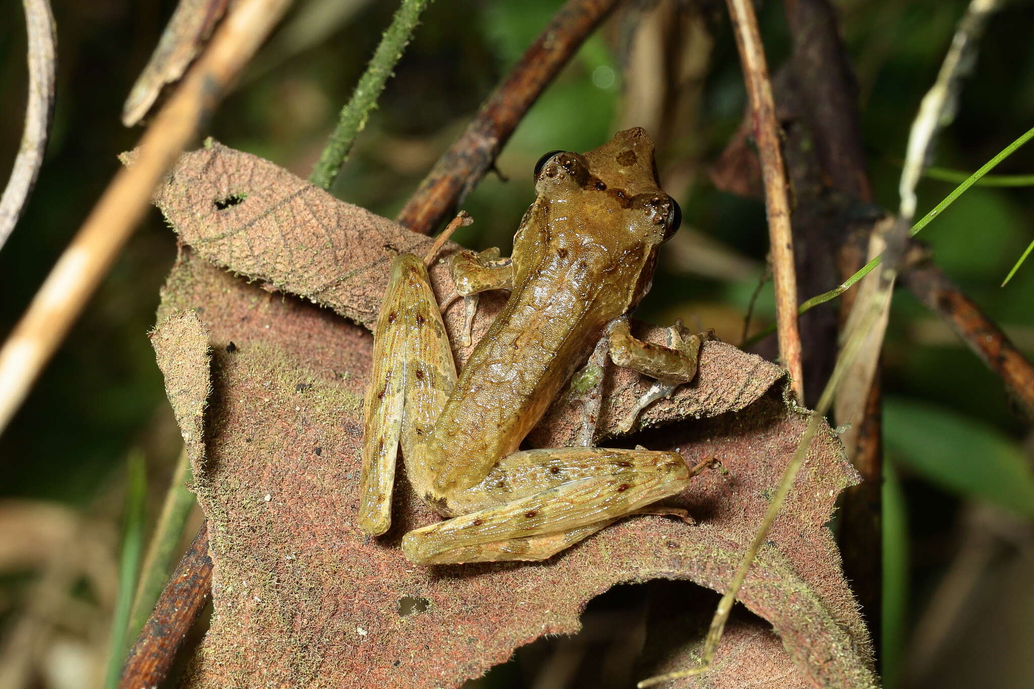 Image of Gephyromantis tschenki (Glaw & Vences 2001)