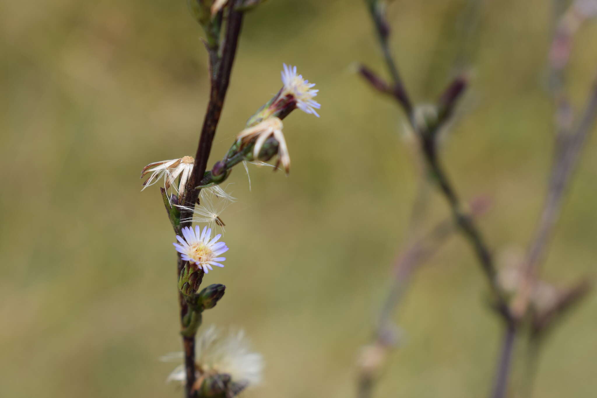 Image of Symphyotrichum graminifolium (Spreng.) G. L. Nesom