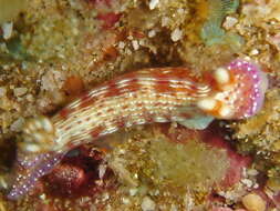 Plancia ëd Hypselodoris maculosa (Pease 1871)