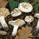 Image of Lactifluus brunneoviolascens (Bon) Verbeken 2012