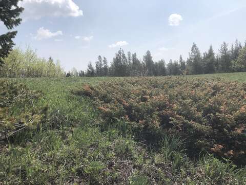 Слика од Antennaria anaphaloides Rydb.