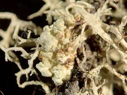 Image of Tremella everniae Diederich 1996