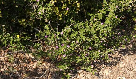 Image de Lantana rugosa Thunb.