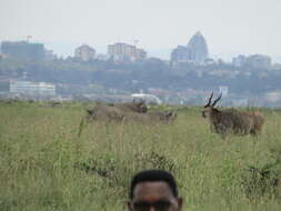 Image of Black Rhinoceros