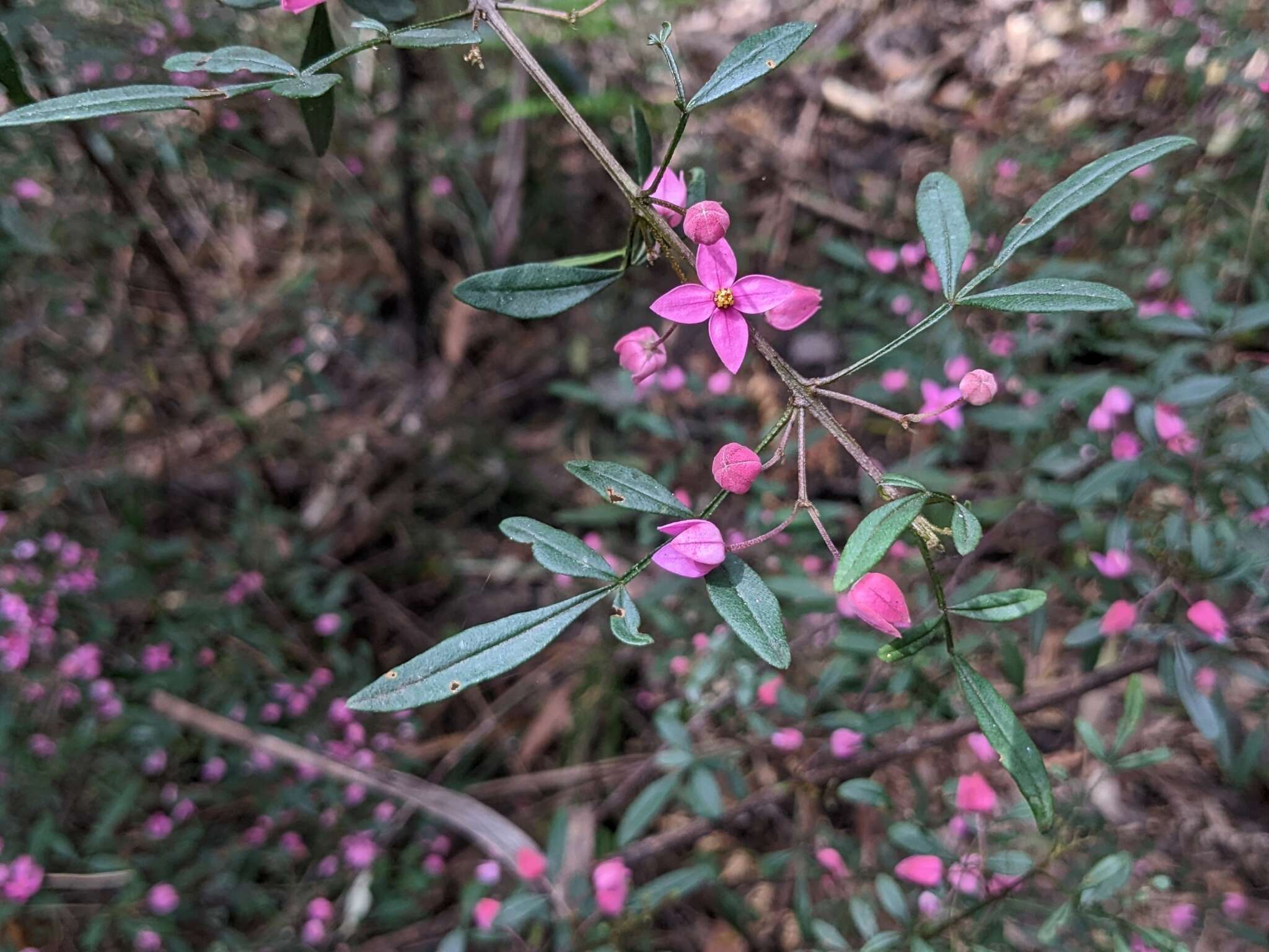 Image of Boronia fraseri Hook.