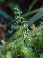 Imagem de Hymenophyllum pluviatile Perrie & Brownsey