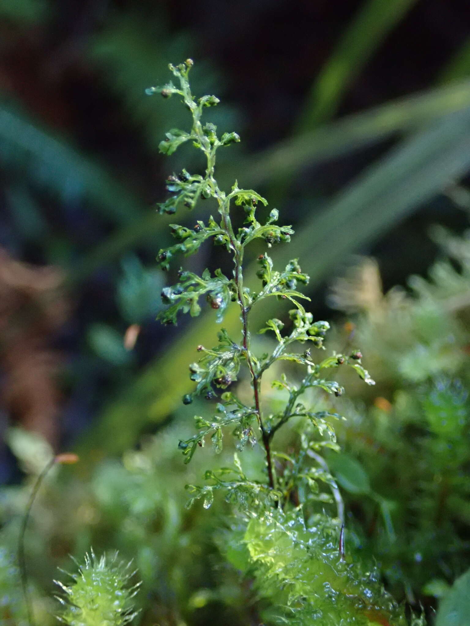 Imagem de Hymenophyllum pluviatile Perrie & Brownsey