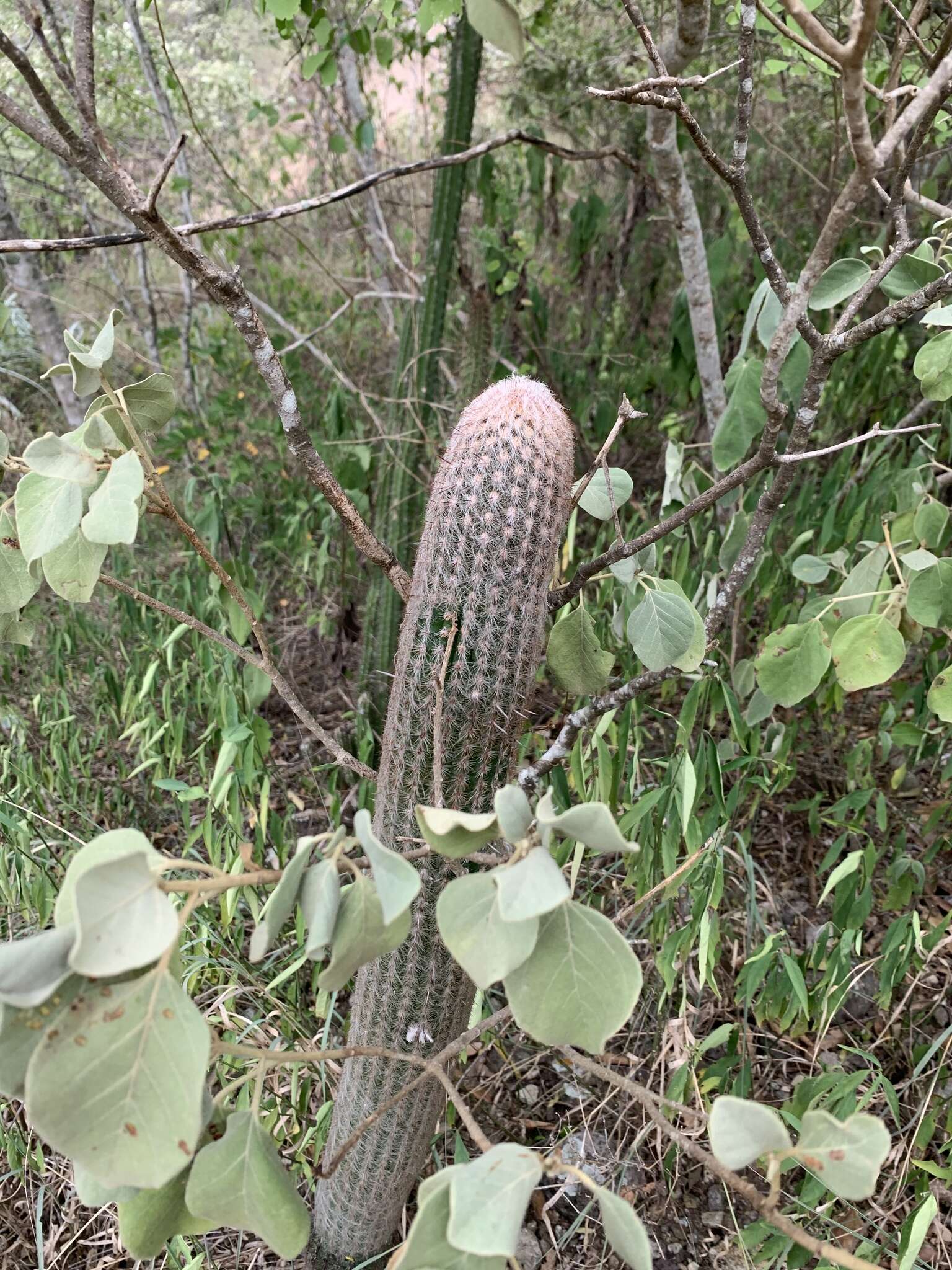 Image of Cotton Ball Cactus