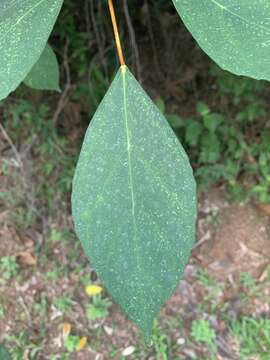 Ficus grossularioides Burm. fil.的圖片