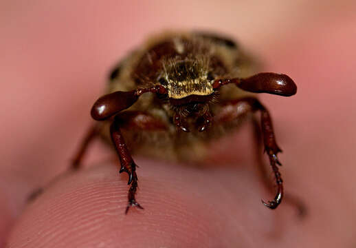 Image of Mount Hermon June beetle