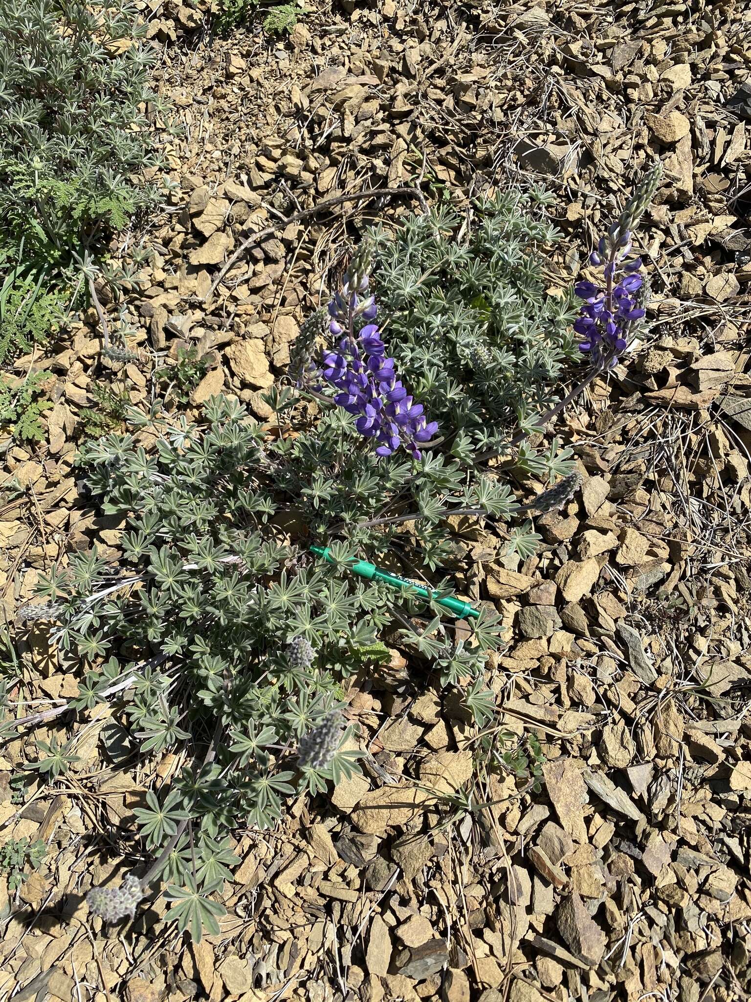 Image of silver lupine