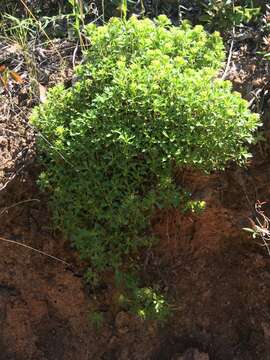 Image of Azorella spinosa (Ruiz & Pav.) Pers.