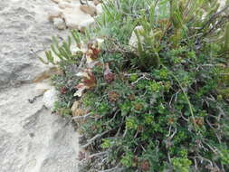 Image de Teucrium buxifolium Schreb.