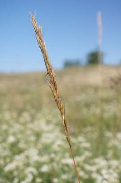 Imagem de Helictochloa compressa (Heuff.) Romero Zarco