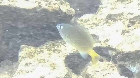 Image of Bright-eye damsel