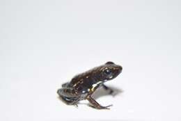 Image of Espinosa Poison Frog