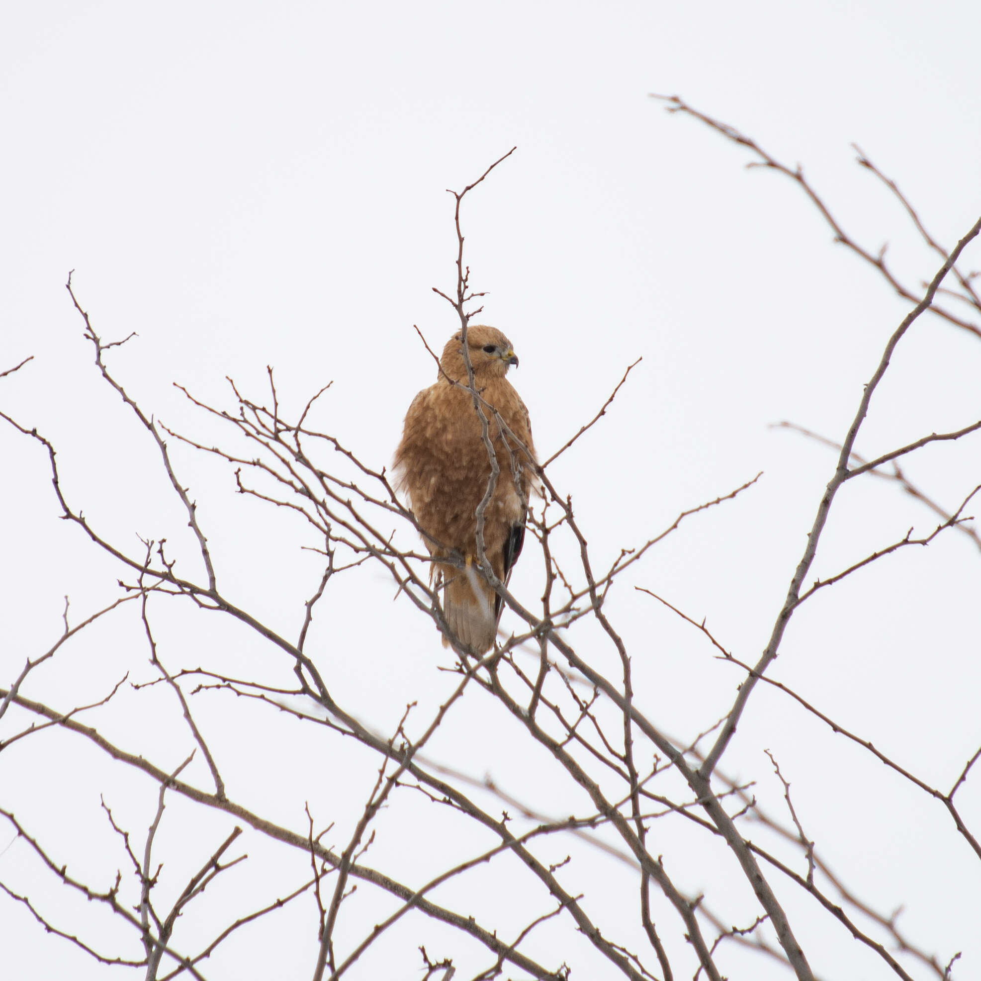 Image of Buteo buteo menetriesi Bogdanov 1879