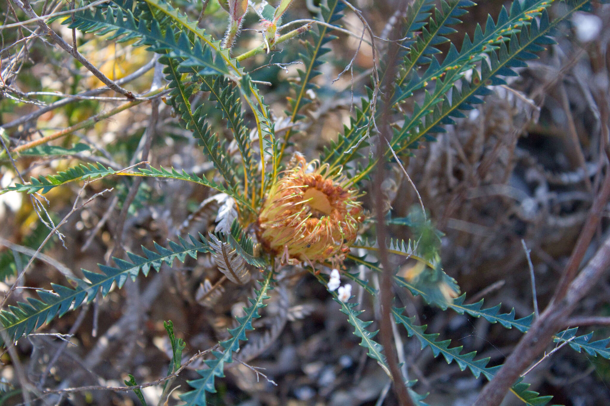 Image of Banksia dallanneyi A. R. Mast & K. R. Thiele