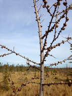 Image of American Larch