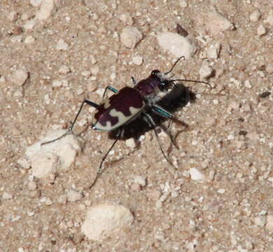 Image of Big Sand Tiger Beetle