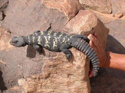 Image of Uromastyx dispar flavifasciata Mertens 1962