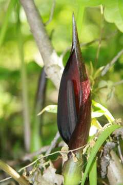 Image of Arum elongatum Steven