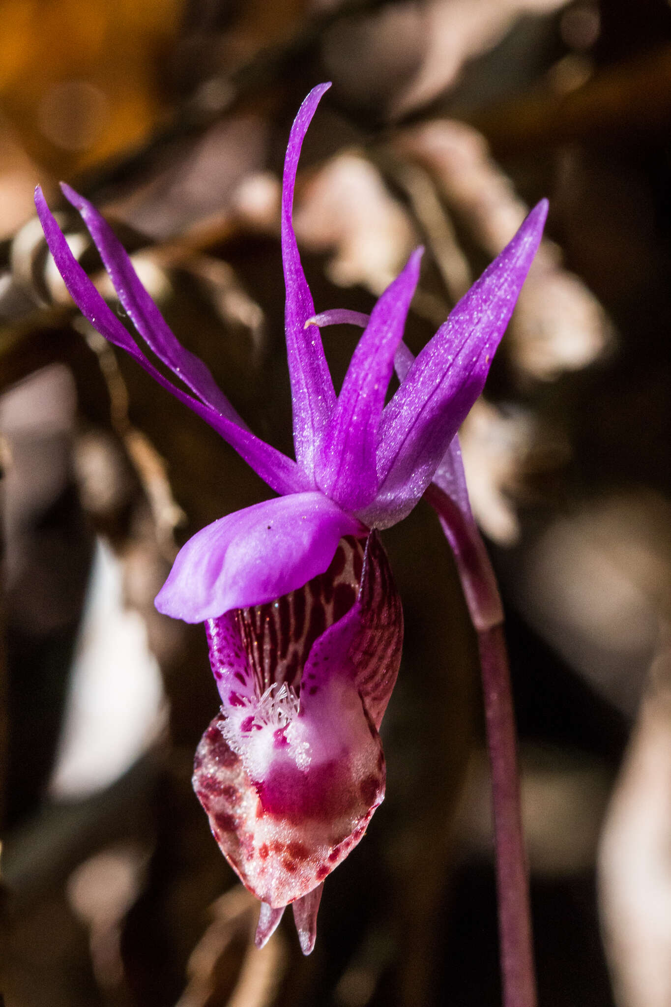 Image of fairy slipper